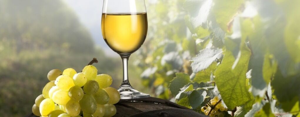 I vini bianchi di Puglia, un tuffo nel panorama vitivinicolo del Tacco d’Italia